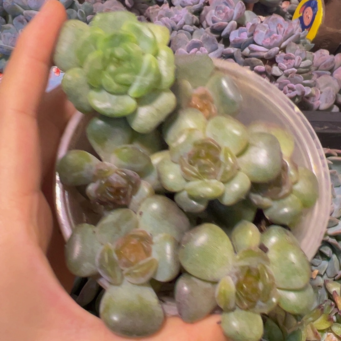 新年快乐 新年快乐 新年快乐