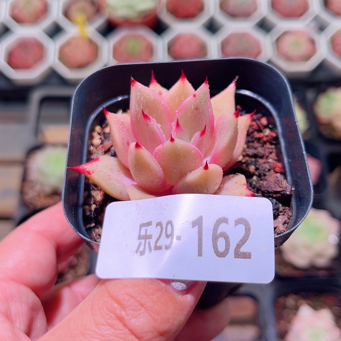 乐然29-162 新品单头