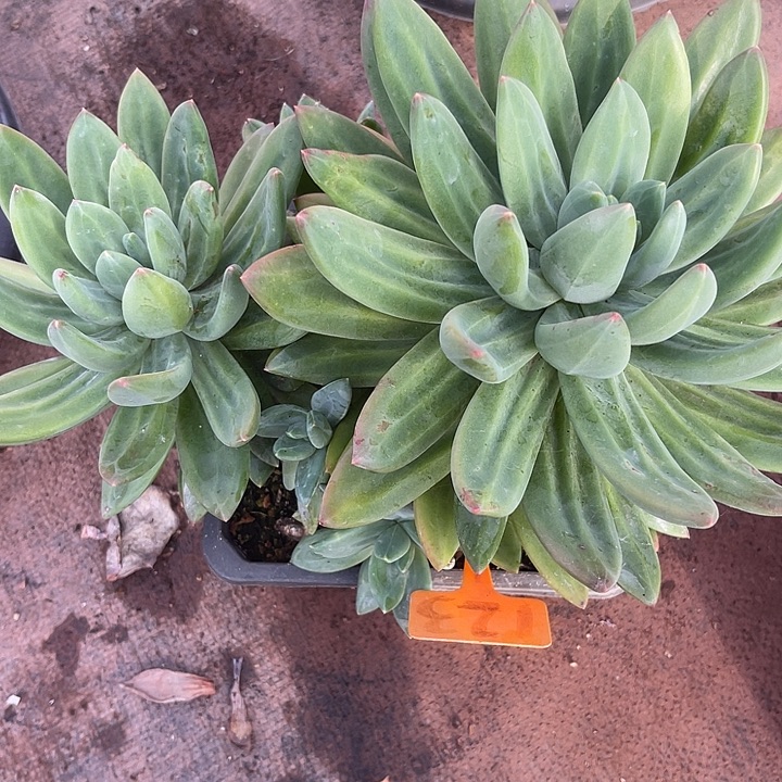 两单包邮，一物一拍123海洋之歌