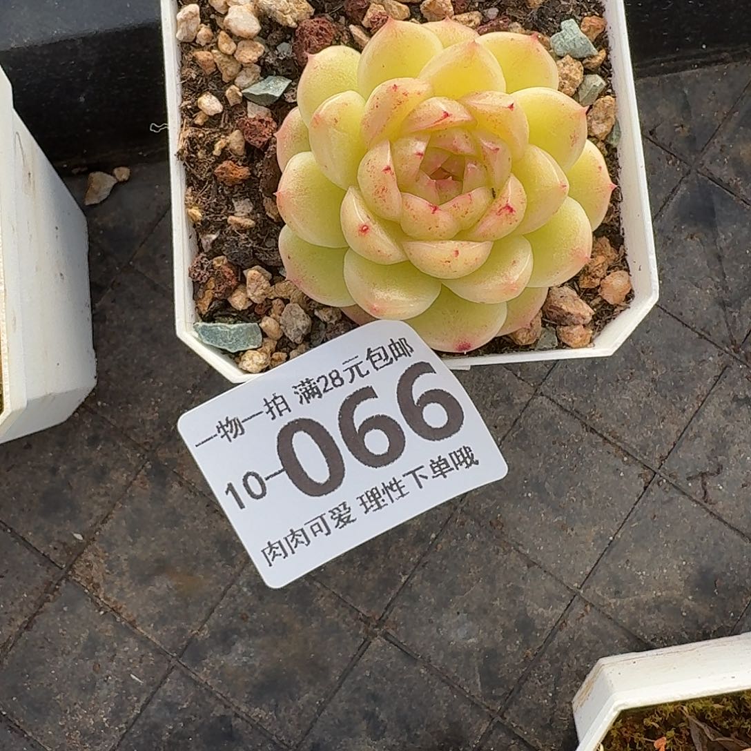 阿祖无盆土发货无