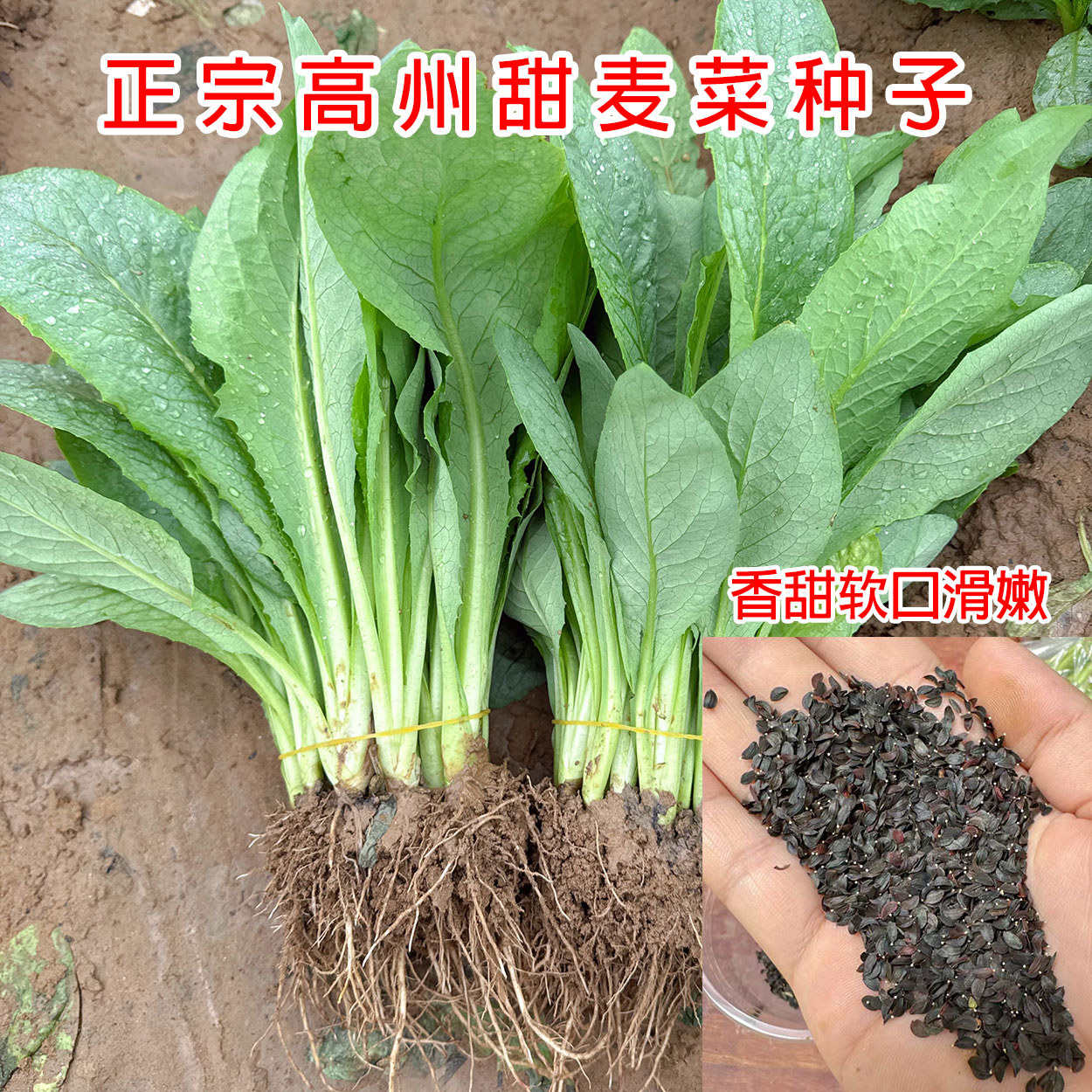 广东正宗高州甜麦菜种籽四季种植香甜软滑口感苦麦菜种子圆叶尖叶