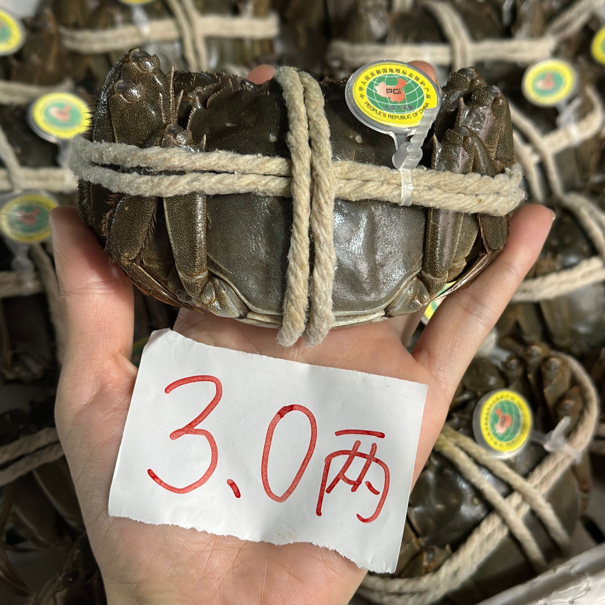翠宝宝【3.0两活蟹】江苏太湖大闸蟹 全母蟹 4/8/12只 只发川渝