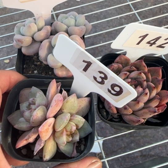 139德国香槟一物一拍多肉