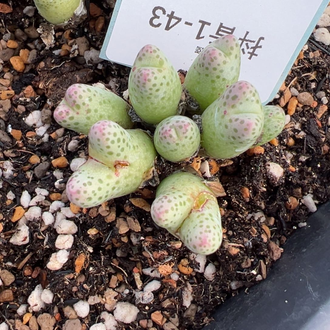 1-43肉锥多肉植物
