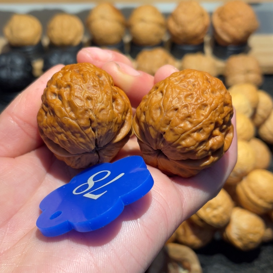 加***林矮肥圆古蟾34。      