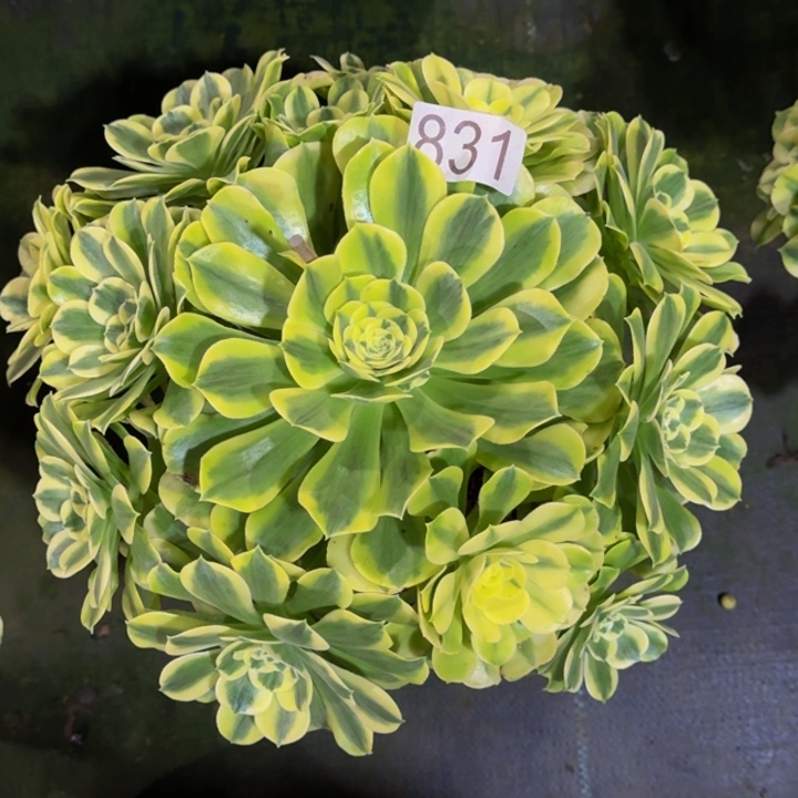 00000000831绿豆沙