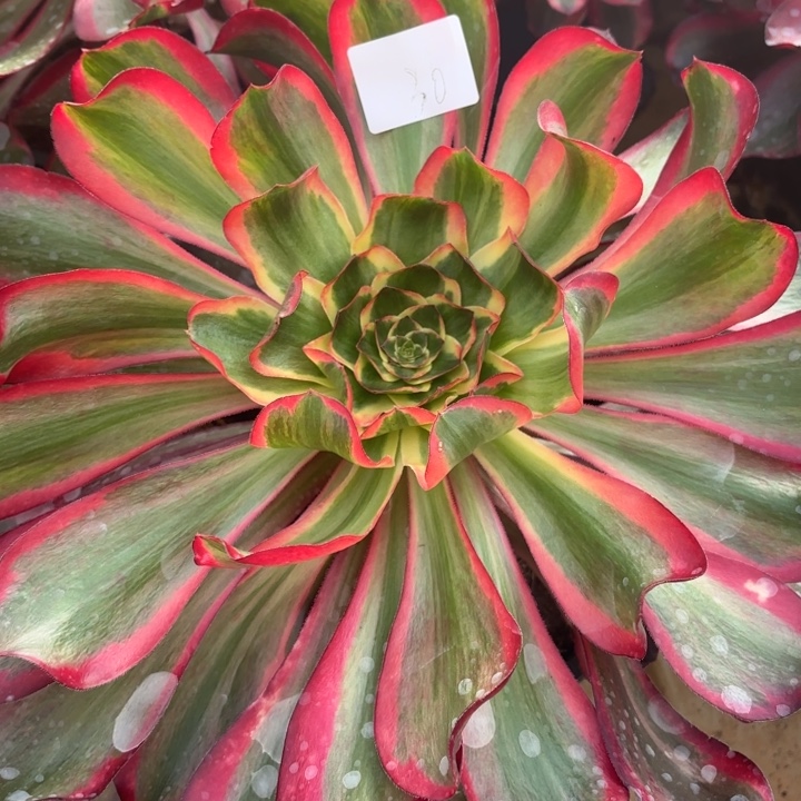 云南红魔女好看30号