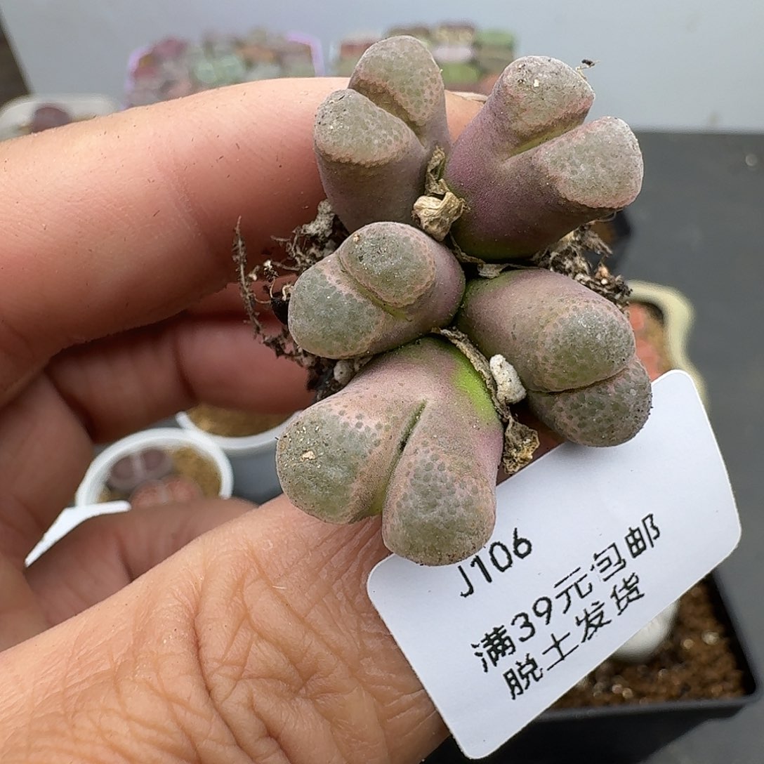 106多肉哈哈哈哈哈哈哈哈