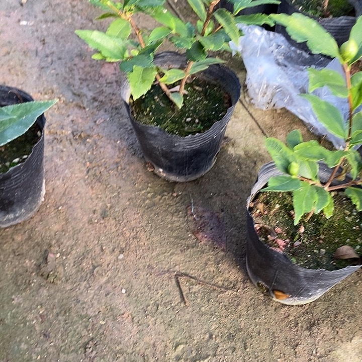 茶花。 茶花茶花茶花