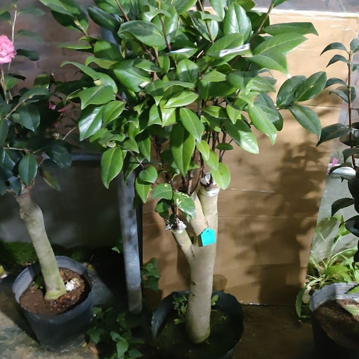 454不知名，原盆原土发货，不包邮