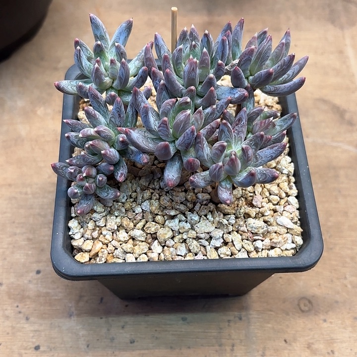 多肉植物，炫彩星