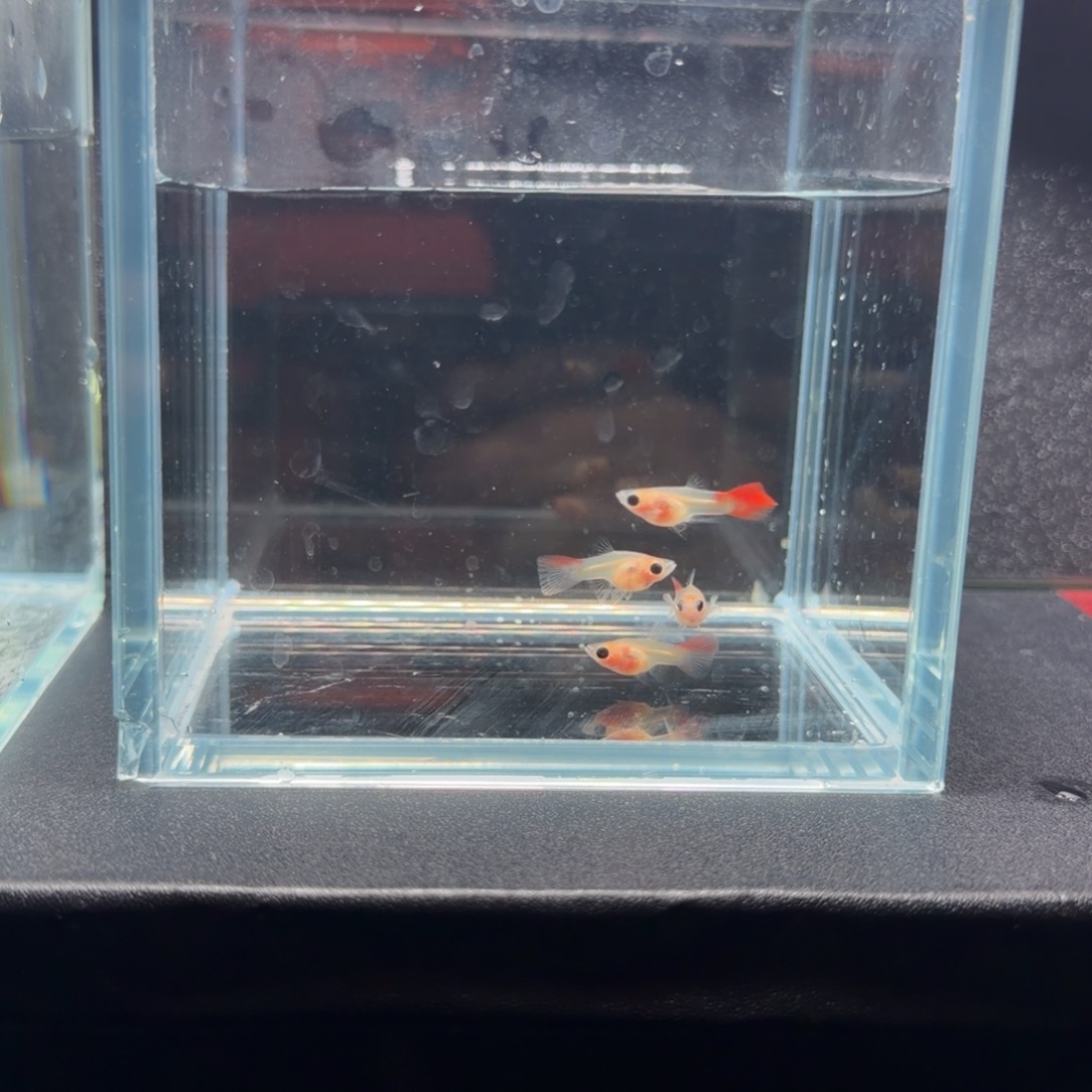 孔雀鱼银河琉璃苗子4条