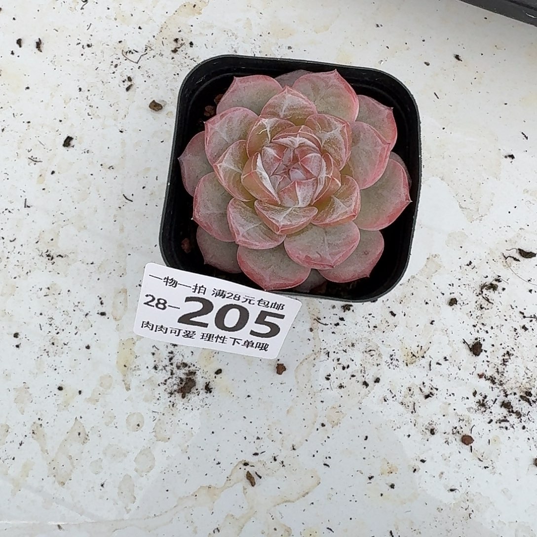 柠檬珍妮无盆土发货无