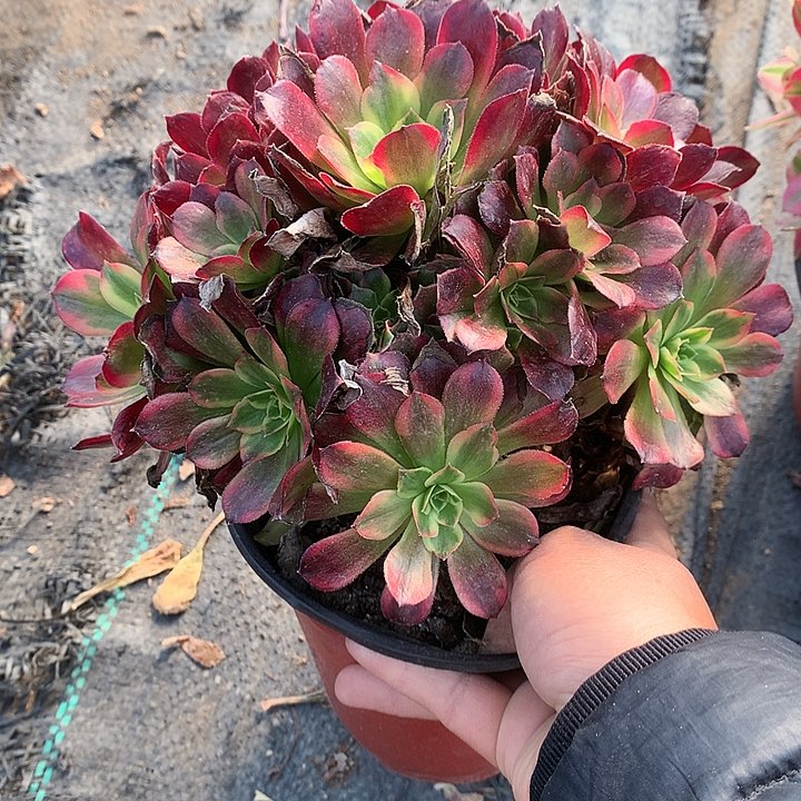 299安娜多肉植物