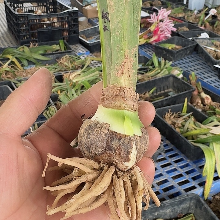 西子捧心朱顶红一棵4.5