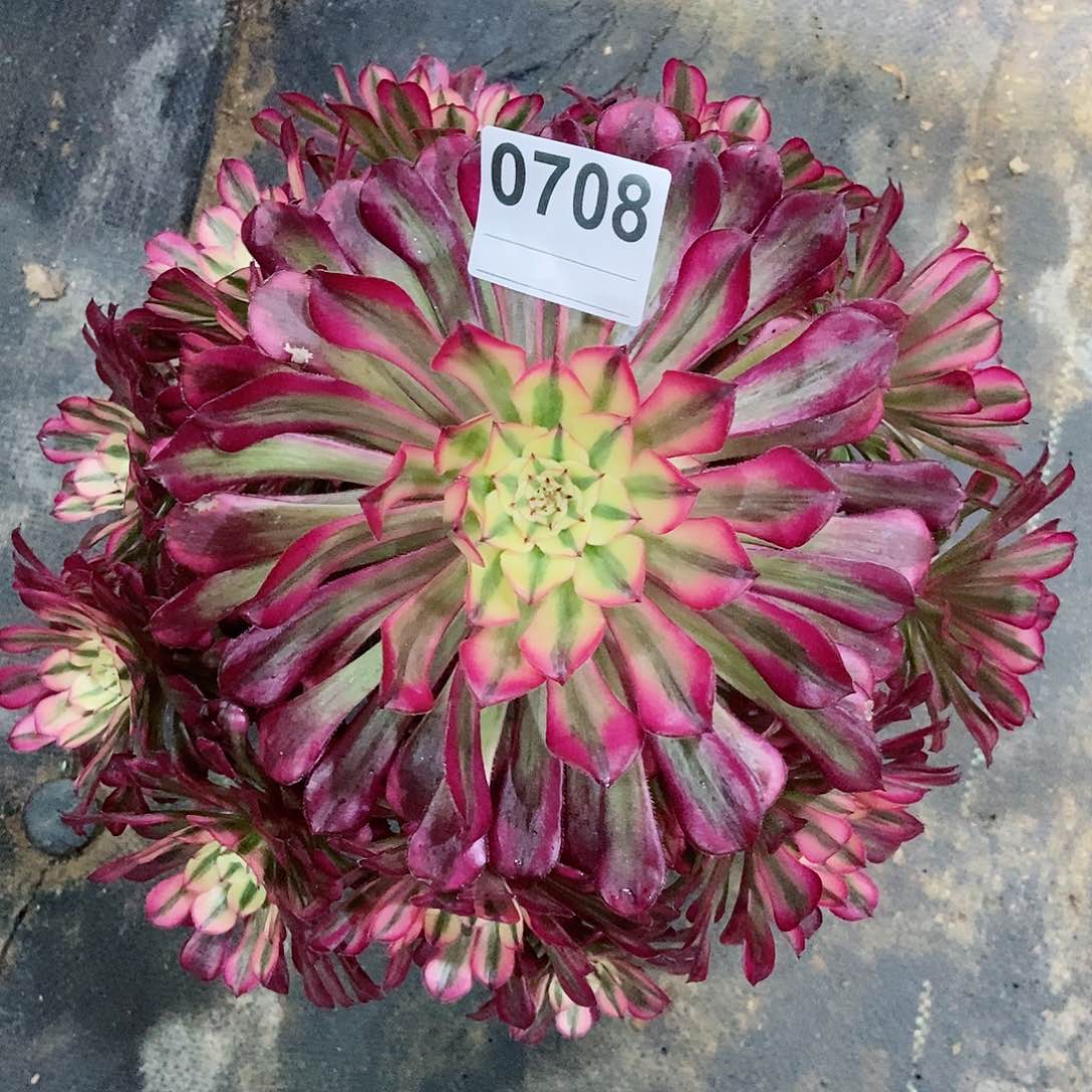 红陶0708红铜白3多肉