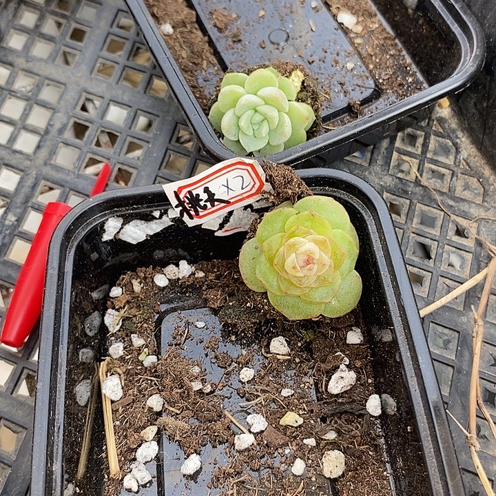 打包桃夭财富y多肉