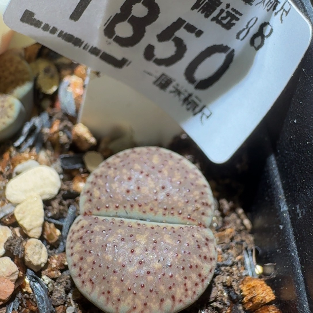Ssss精品生石花1850