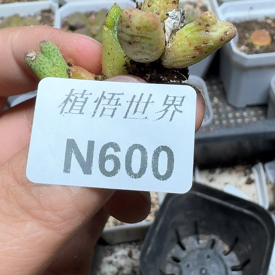 600号发润泽哇风格号多肉植物