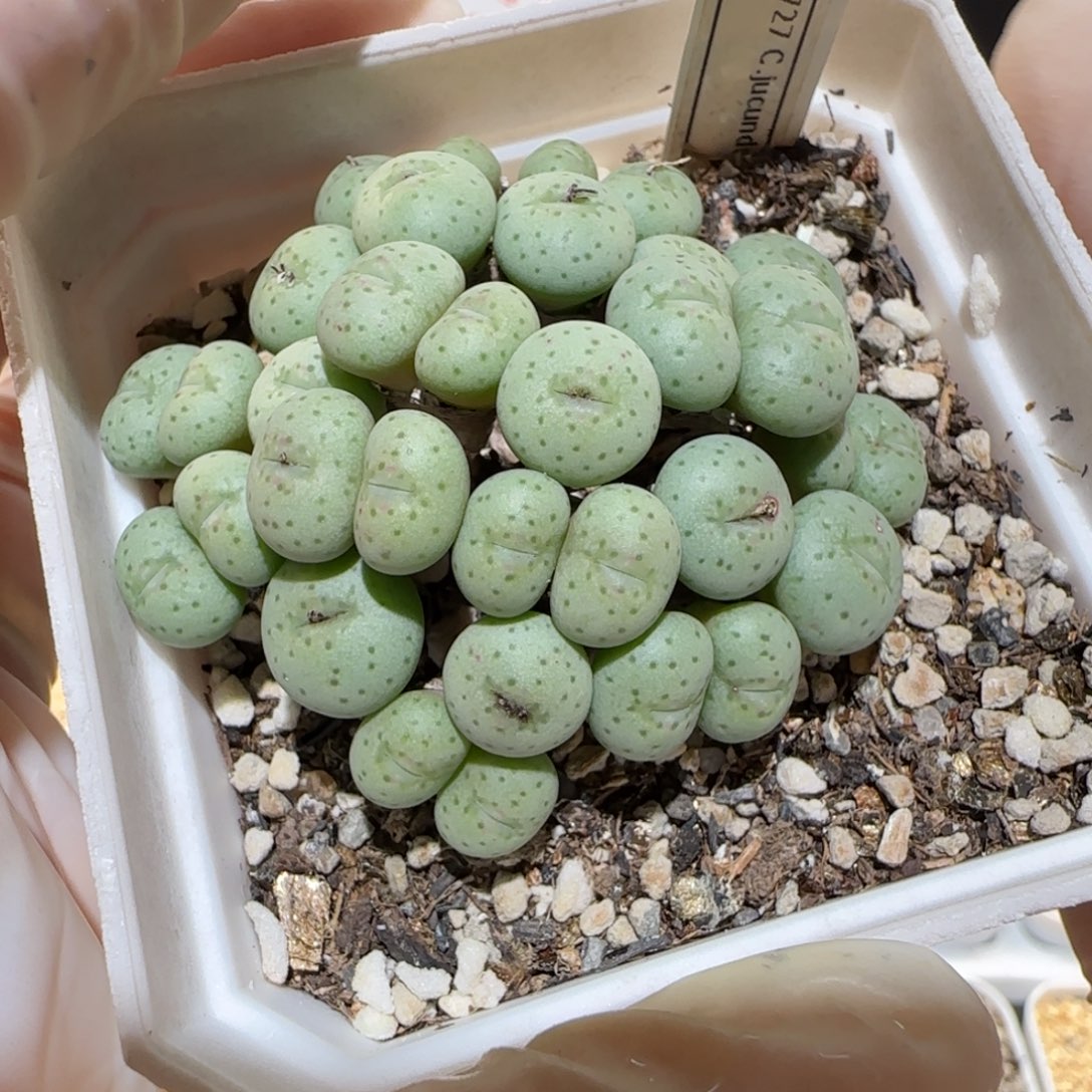 肉锥多肉植物百科4-脱土316