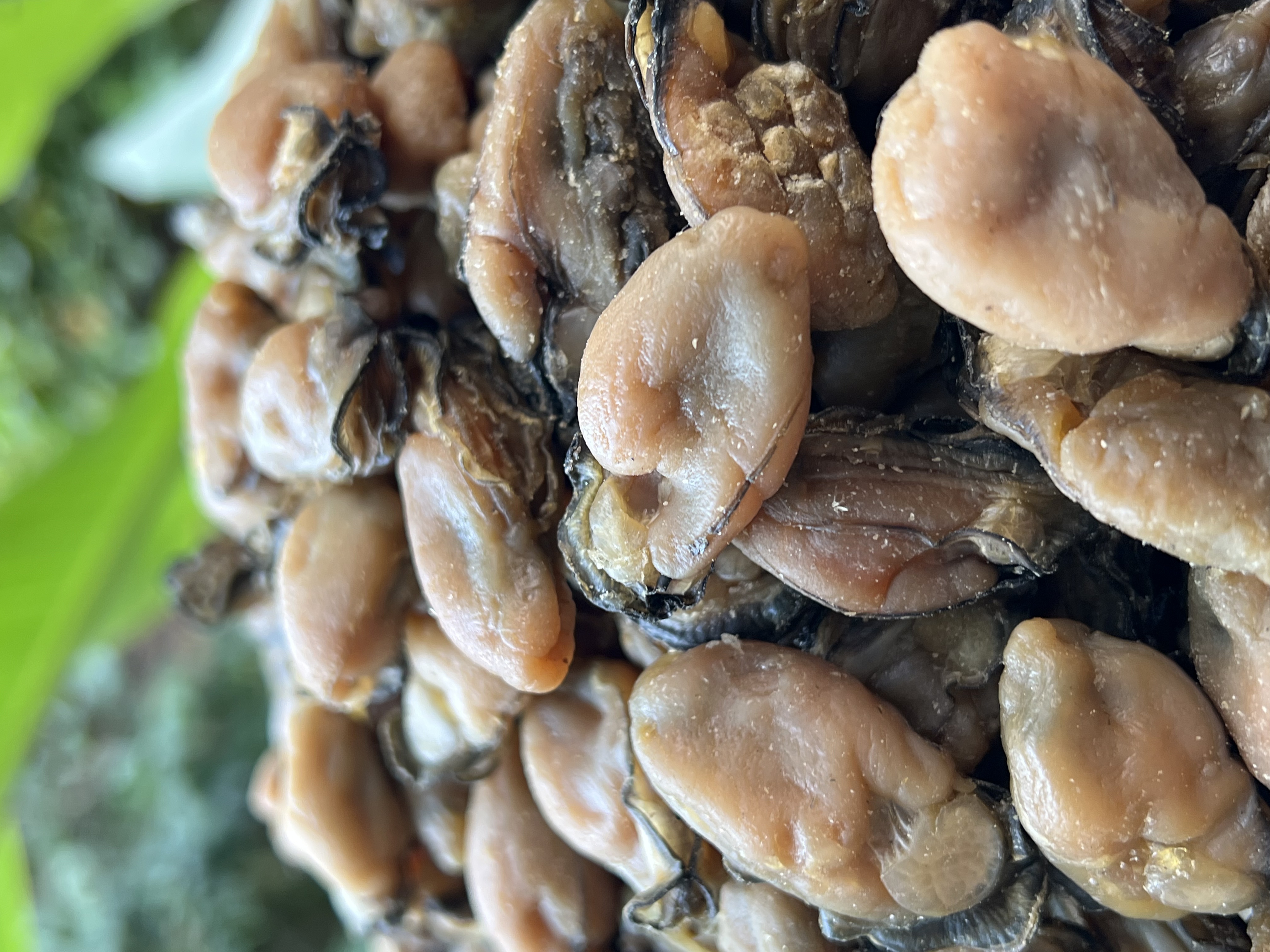 精选【蚝干150头】1斤台山广海鱼港特产8成干