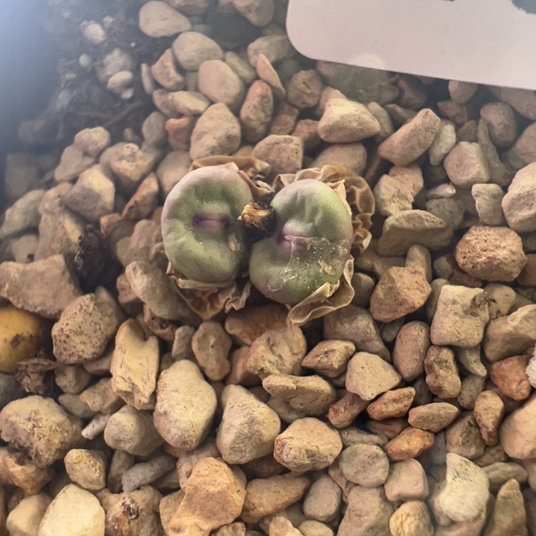 599 捡漏时刻一盆