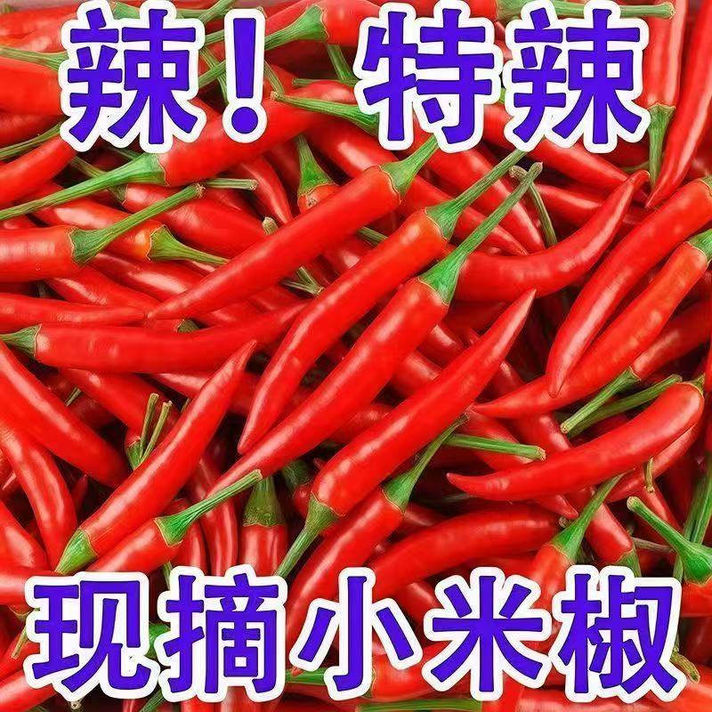 【红小米辣】新鲜现摘特辣小米辣可用于餐饮调味的优质蔬菜辣椒
