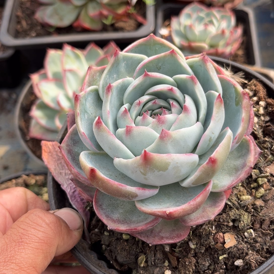 惊鸿一瞥就会想起多肉