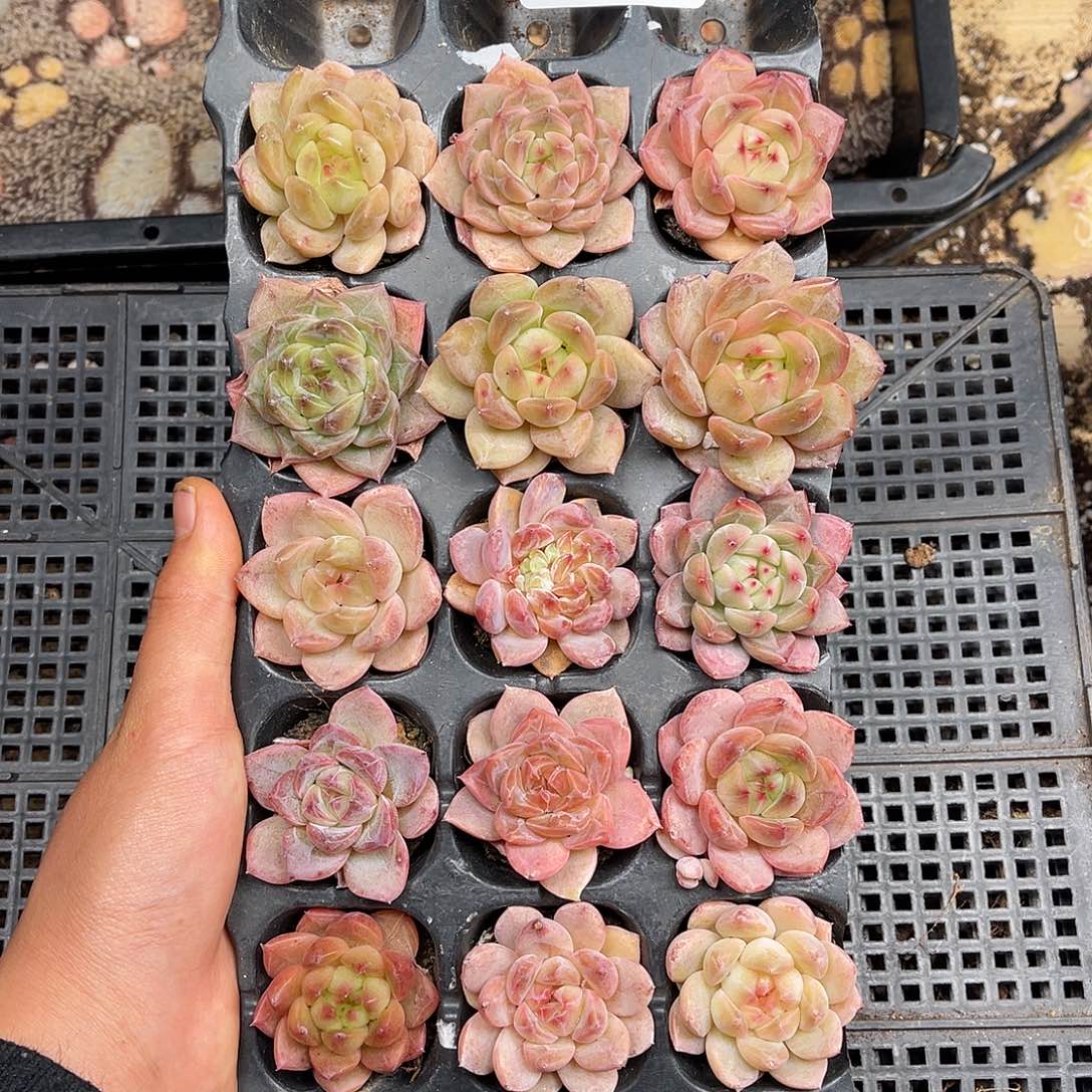 多肉一物一拍4-43