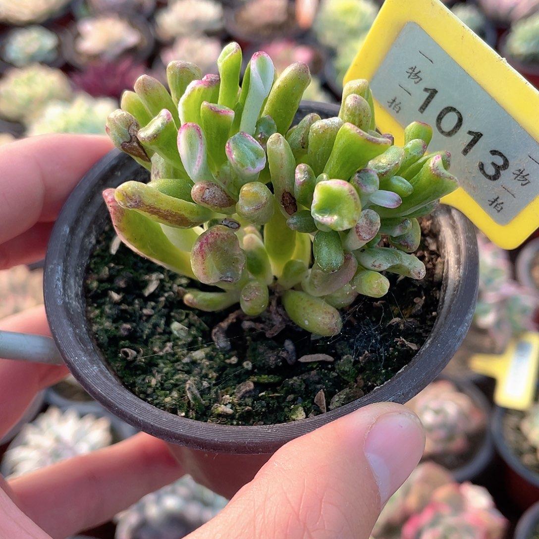 吸米树锦1013号多肉