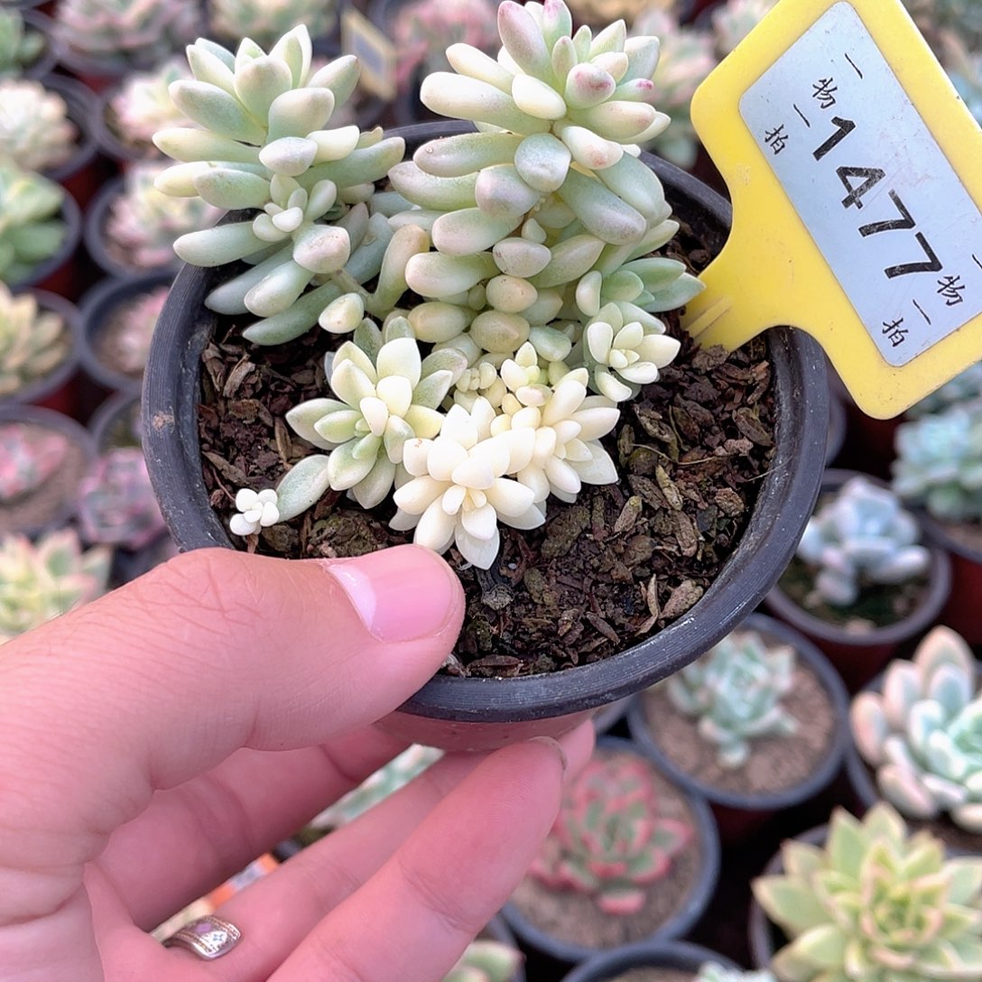 糖***果1477号多肉植物的