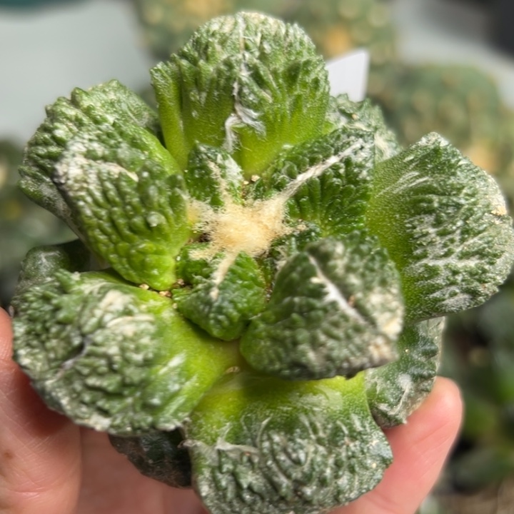 476 有根 仙人球的故事是