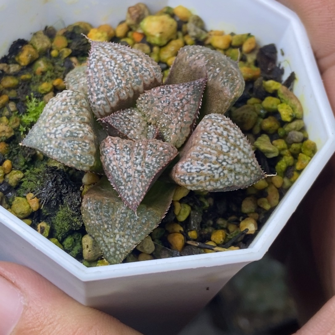 实生颗粒蟹一物一拍