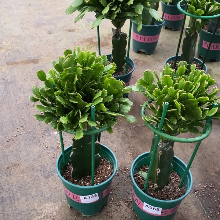 当前无花栽培后可以开花发*羊145jia jie 050