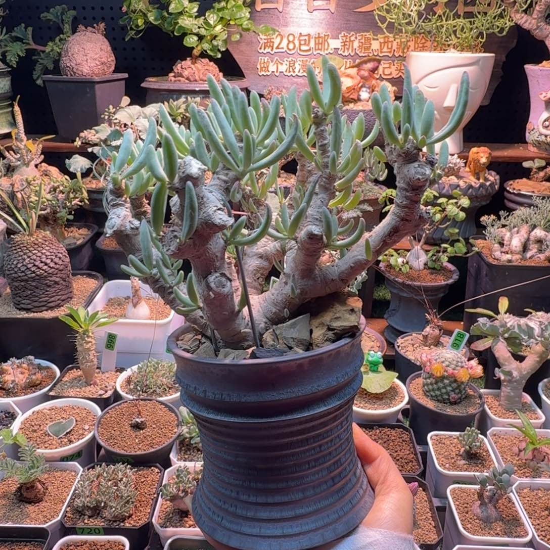 卡拉菲厚墩菊888 仙人球