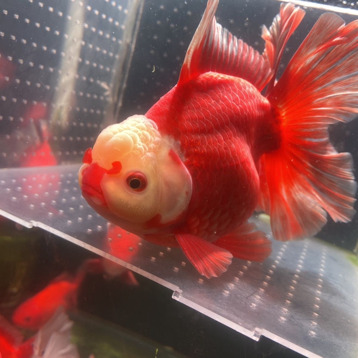 冷水鱼精品百褶泰狮狮子头金鱼中小型观赏鱼冷水鱼好养耐活