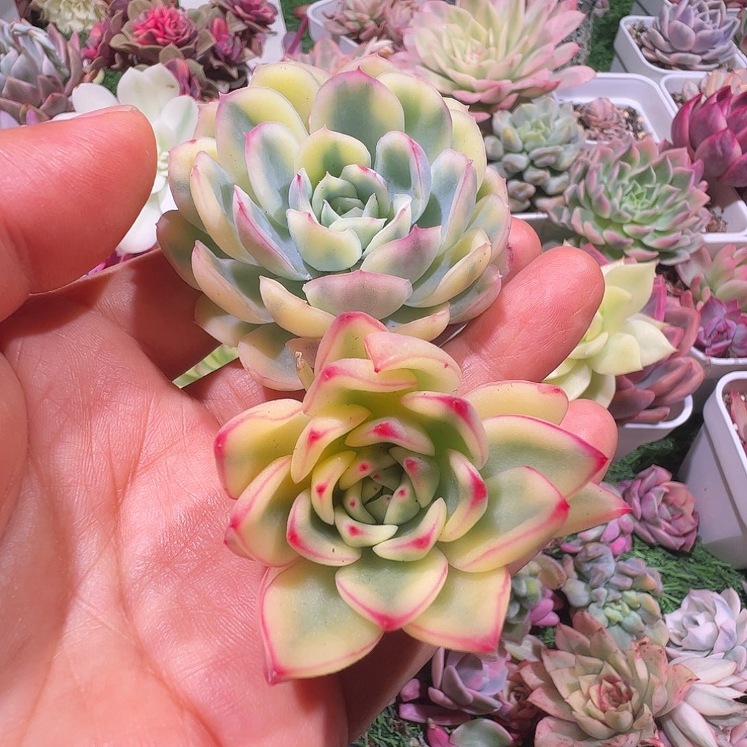 V***D多肉植物多肉植物