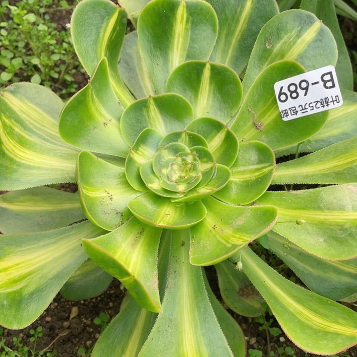 689暴君多肉12345678