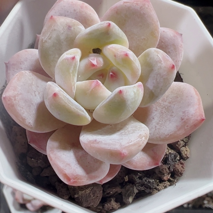冰魄精品多肉植物大战
