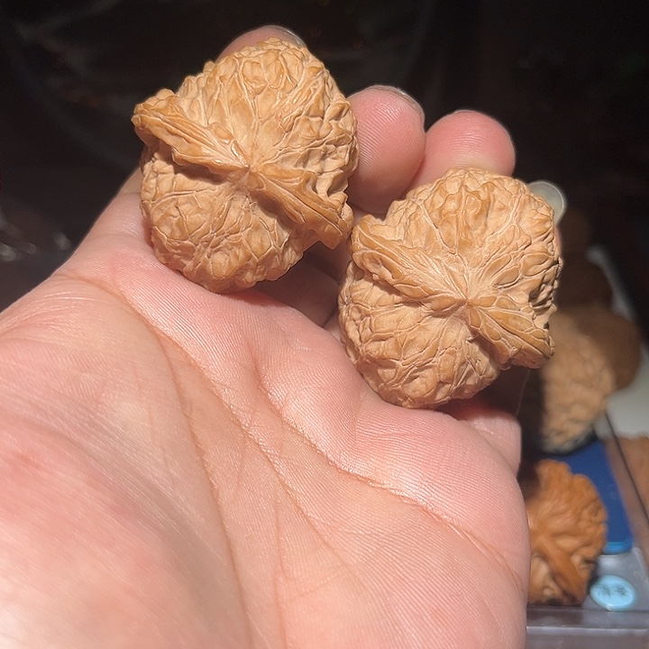 木43精品南瓜。       