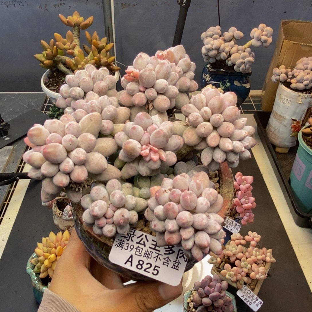 825香水手指奶多肉9cm