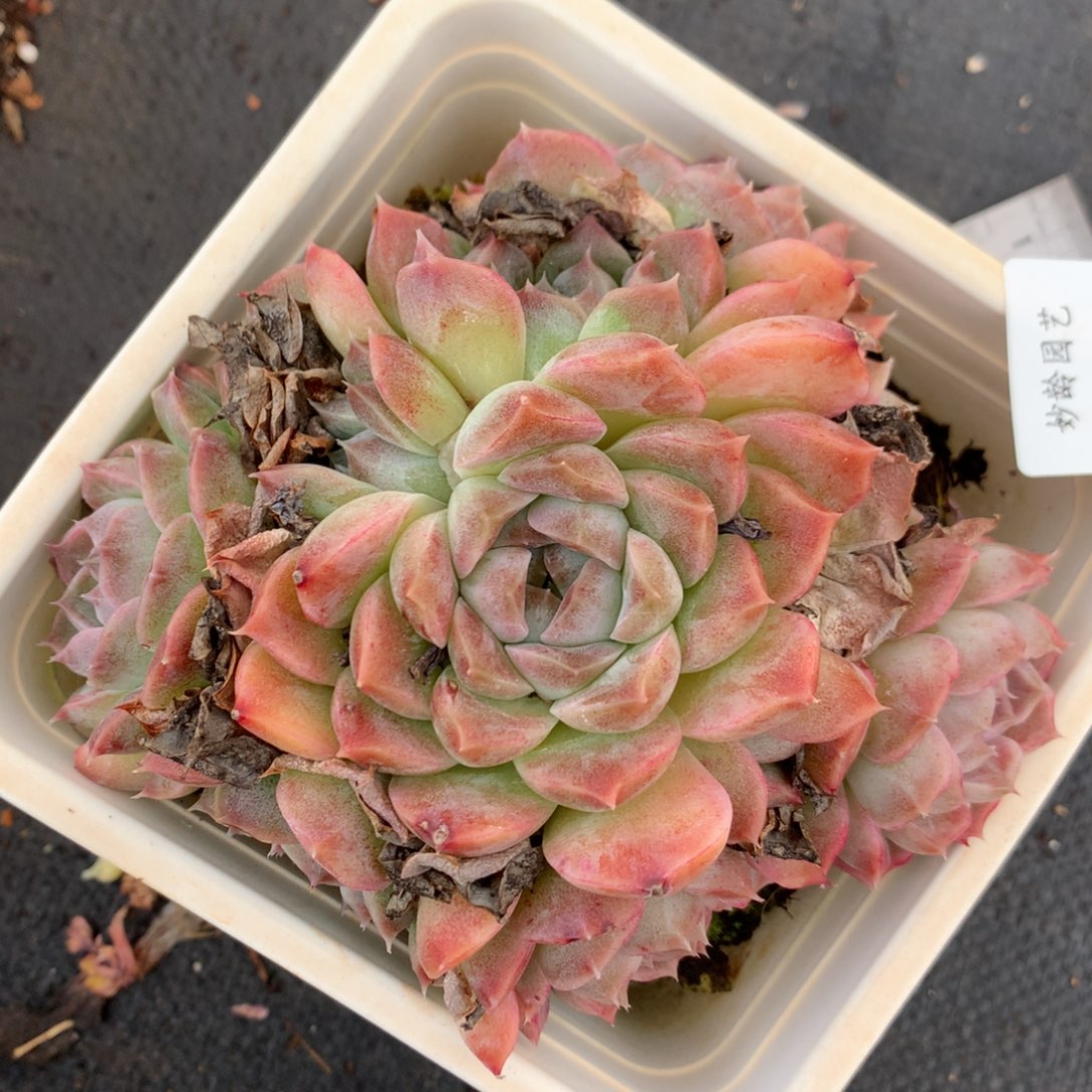 3829新年快乐发发发