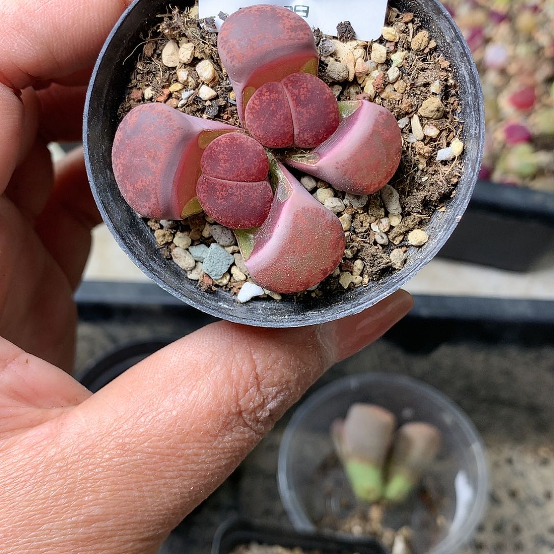 H43多肉植物保护研究所