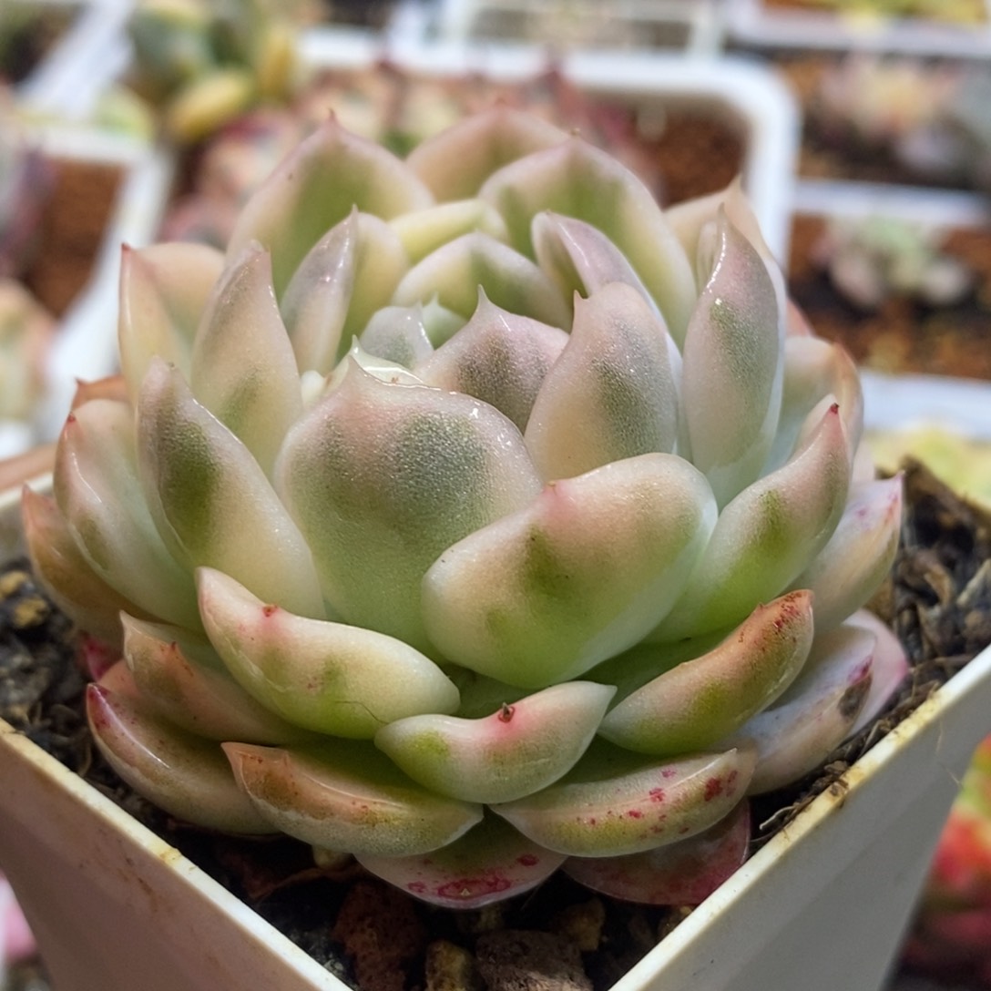 随*随赢 多肉植物
