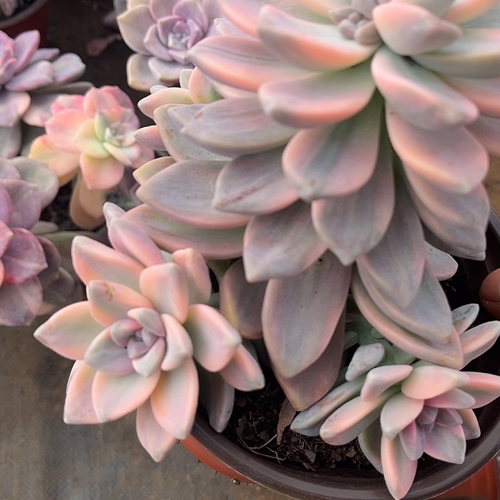 淡雪景9.99多肉植物必须凑单