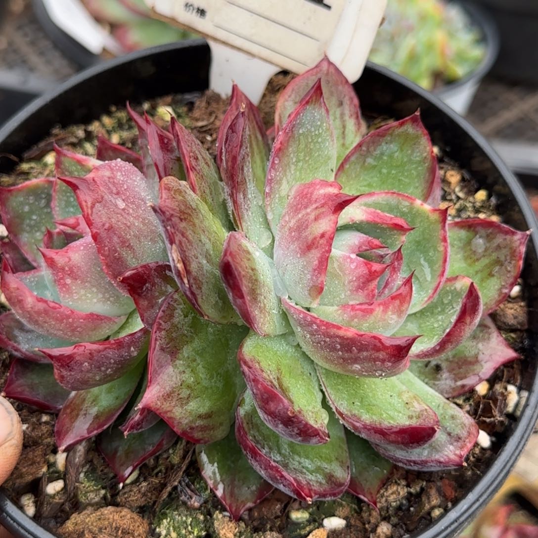 惊鸿一物一拍包装收缩花旱961