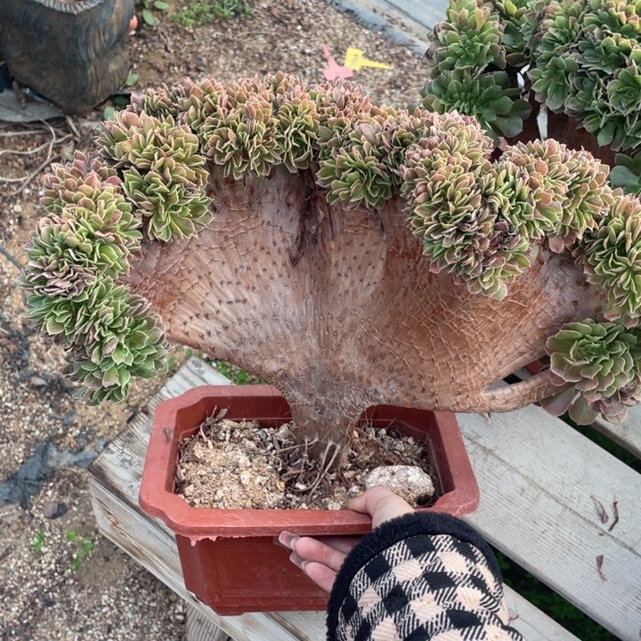 多肉的季节也不知道什么原因的好