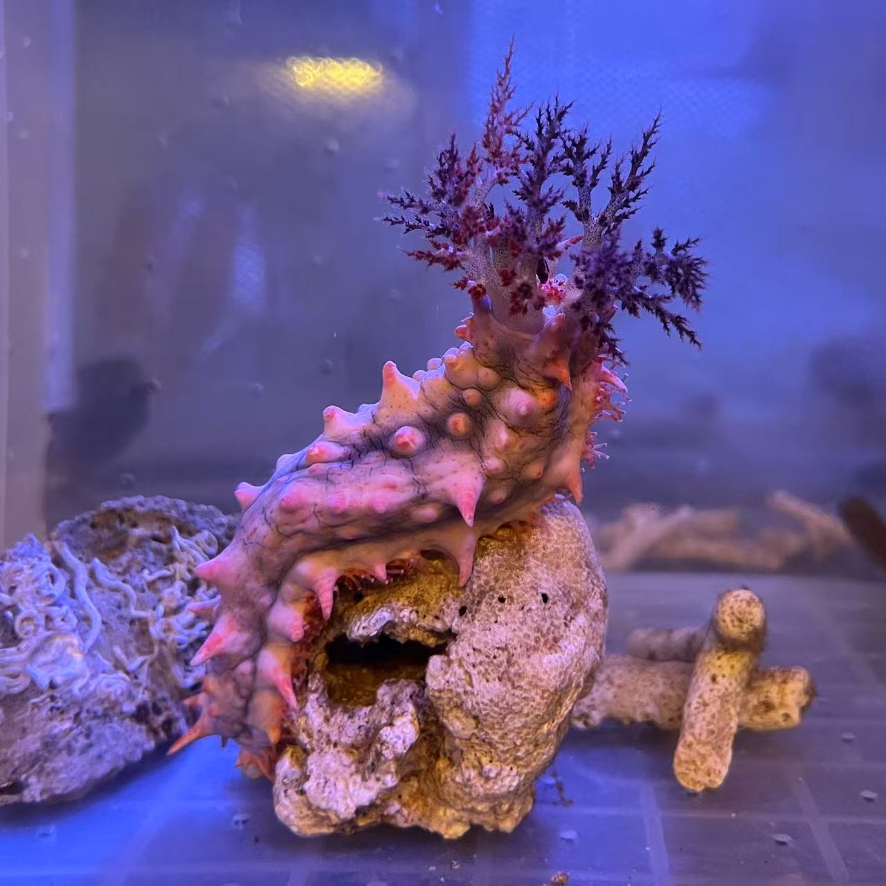 翻砂海参 红海参 海水生物 海缸生物 海缸造景