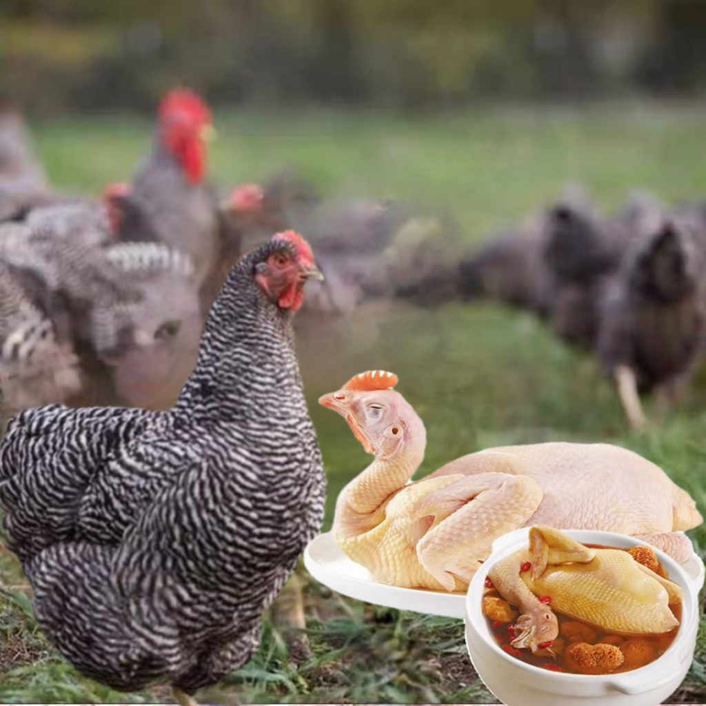 纯种芦花鸡黑芦花绿壳蛋鸡下蛋鸡走地鸡一斤左右发货