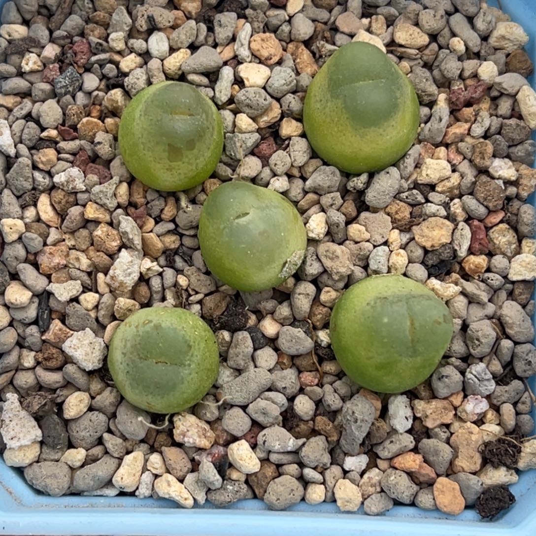 7609拉登5颗尺寸1.2